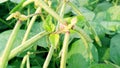 Vigna mungo urad bean black gram close up Royalty Free Stock Photo